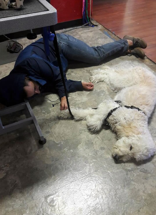 Lucky Penny's Dog Grooming