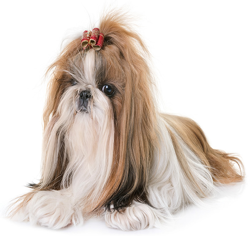 Victor High-Pro Plus Canine Formula - Lucky Pet Dog Grooming, Westchase