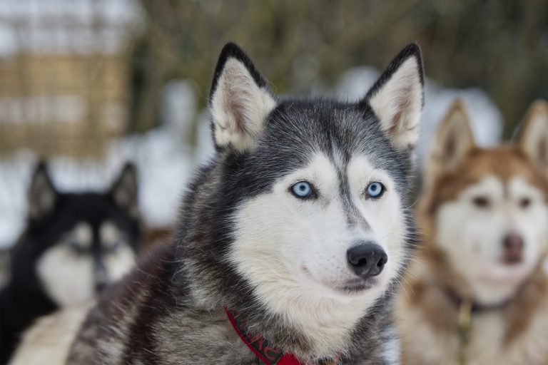 Dog Grooming: The Key to a Happy and Healthy Pup