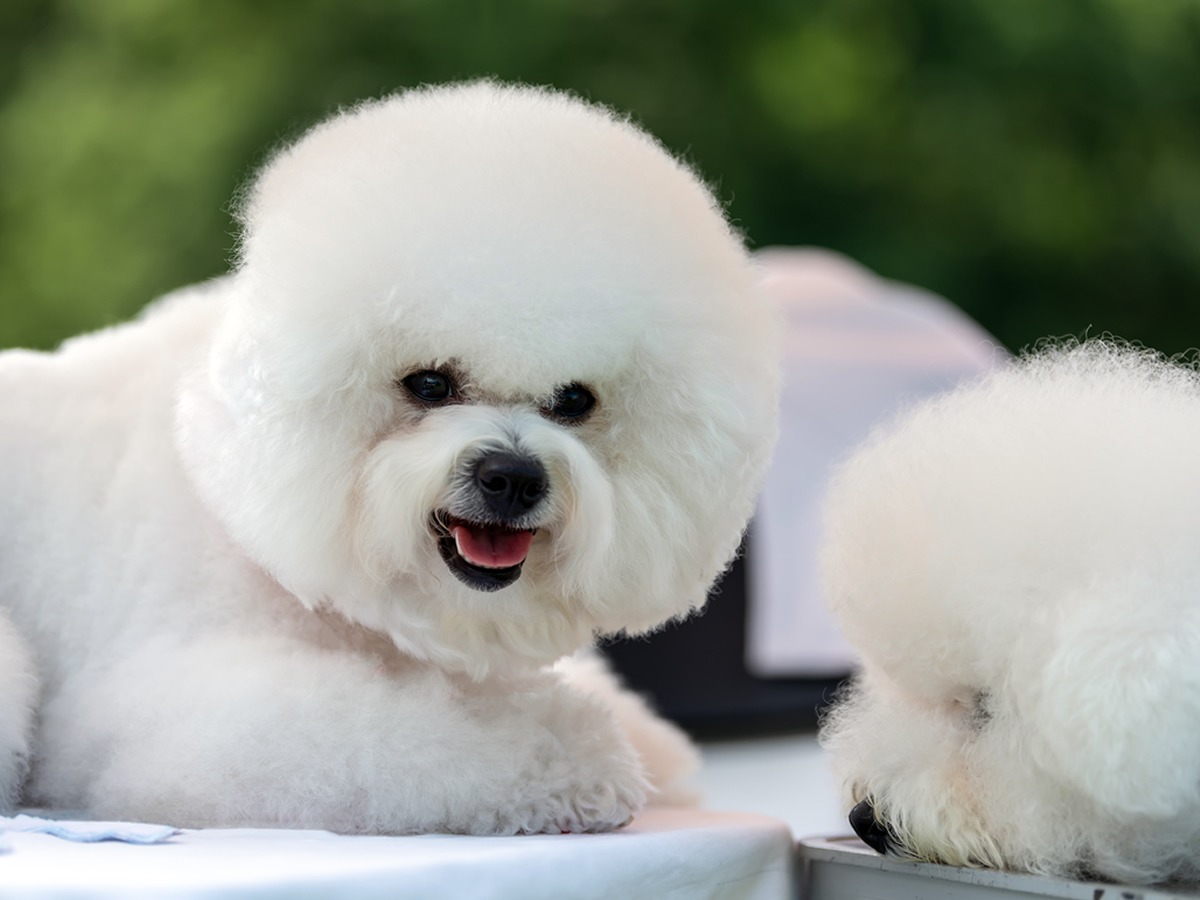 Home - Dog Grooming Services in Antelope | Lucky Penny Grooming Home - Dog Grooming Services in Antelope | Lucky Penny Grooming