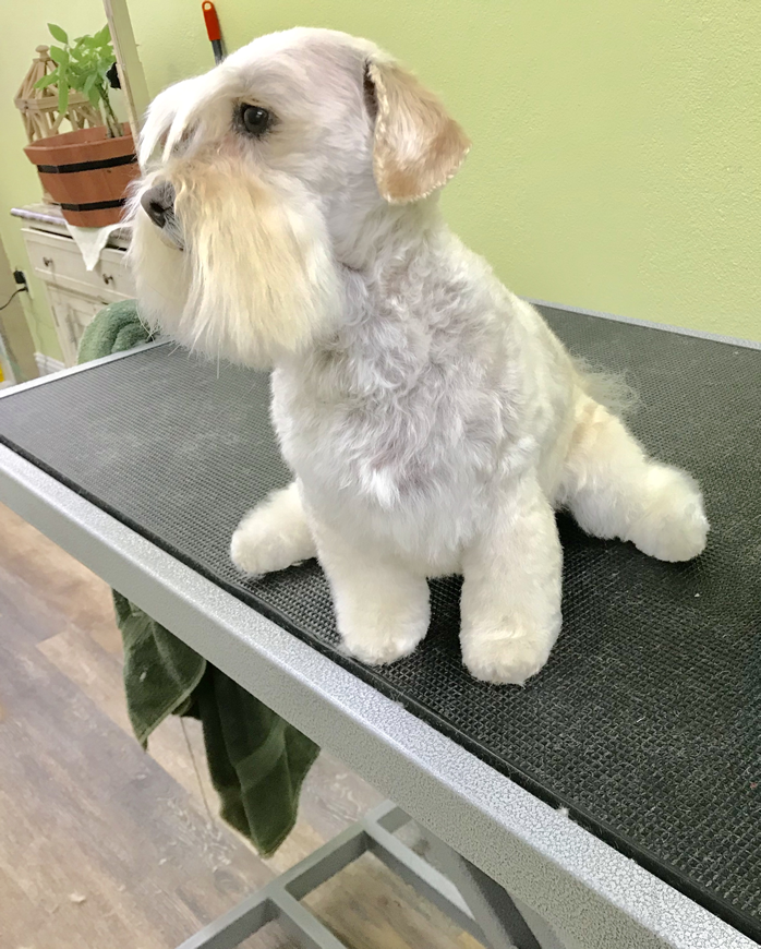 penny - Dog Grooming Services in Antelope | Lucky Penny Grooming - Dog Grooming Services in Antelope | Lucky Penny Grooming penny