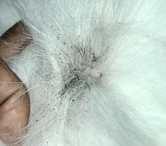 Flea dirt visible in dog fur during inspection