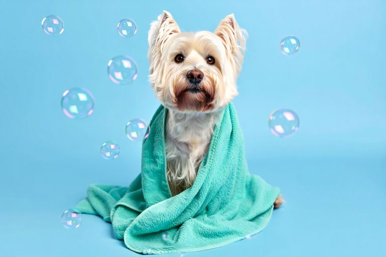 Your Pup’s First Visit Dog Grooming Appointment: What to Know & Questions to Ask